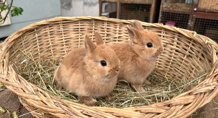 Mardin Büyümeyen Tavşan