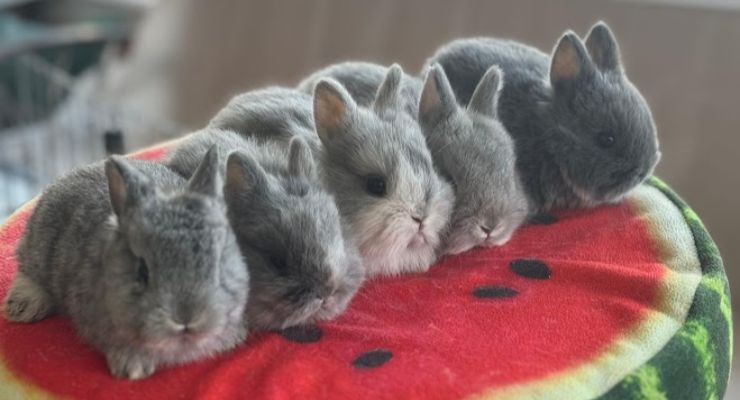 Mardin Evcil Tavşan