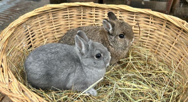 Mardin Yavru Tavşan