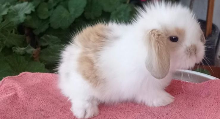 Mardin Hollanda Lop Tavşan